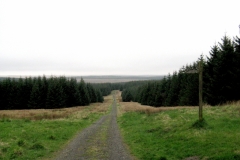 Kielder Forest