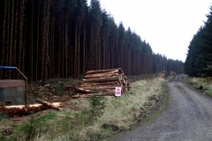 Kielder Forest