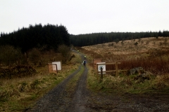 Kielder Forest