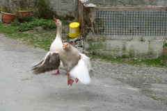 A doubtful welcome in a farmyard