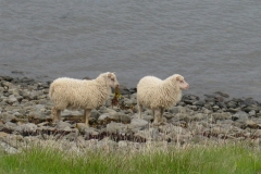 Seaweed-eating sheep