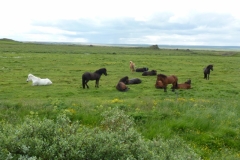 Icelandic horses