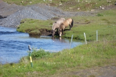 Horses drinking