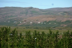A skein of geese