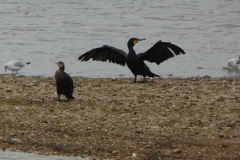 Cormorant