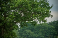 TV1906-060