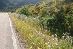 Beautiful hedgerows