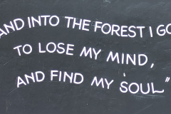 00-Why-we-went-to-the-New-Forest