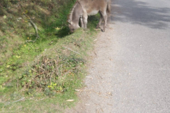 IMG-20221011-WA0011