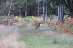 IMG-20221011-WA0019